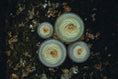 Load image into Gallery viewer, Gold Cream